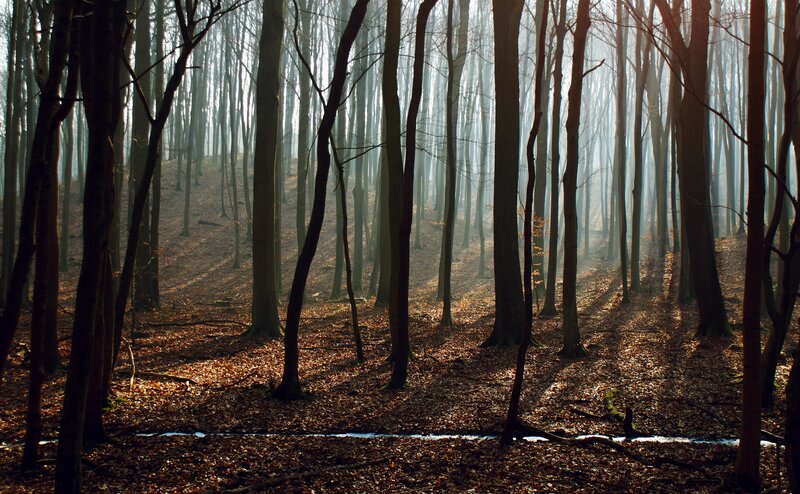Forest with Sunlight — Brown, Serene, Autumn