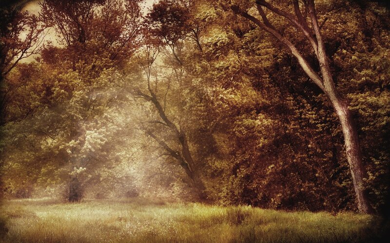 Forest with Sunlight — Brown, Serene, Morning
