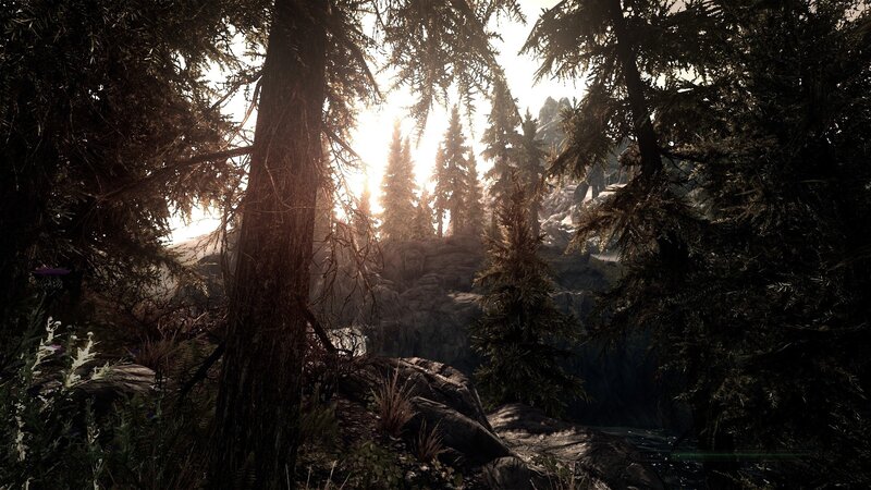 Forest with Sunlight — Brown, Serene, Sunrise