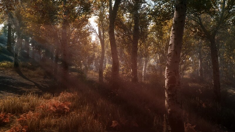 Forest with Sunlight — Brown, Serene