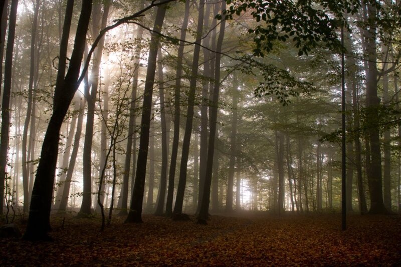 Forest with Sunlight — Brown