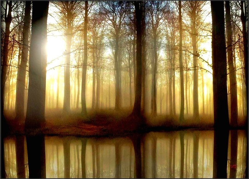 Forest with Sunlight — Gold, Serene