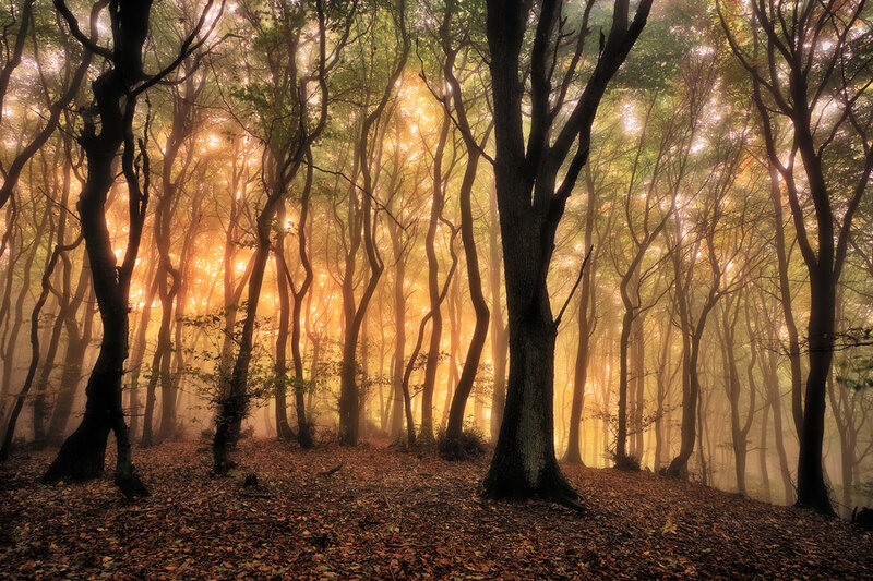 Forest with Sunlight — Gold