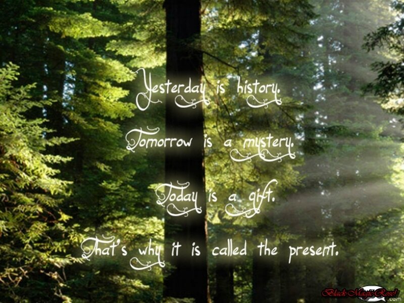 Forest with Sunlight — Green, Serene, Morning
