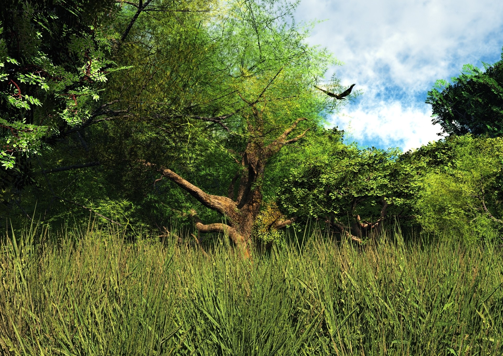 Forest with tall grass and trees