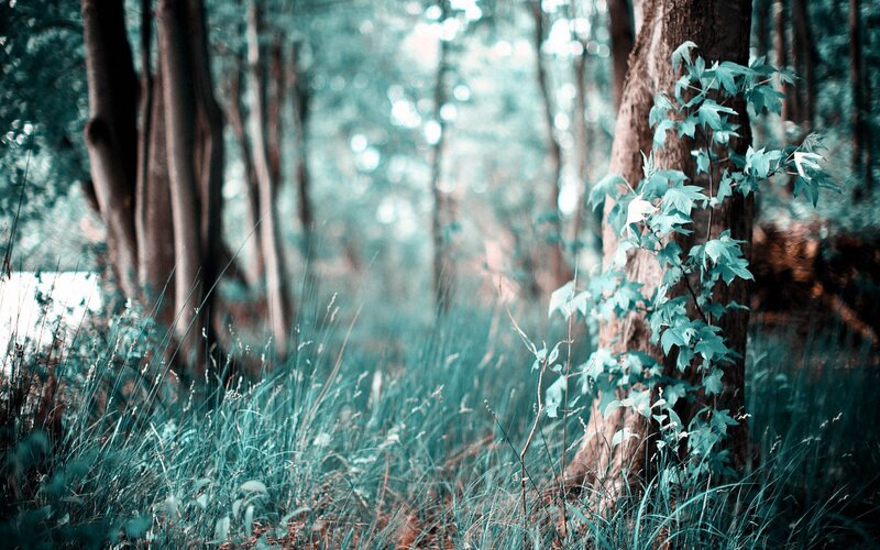 Forest with Tall Grass — Green