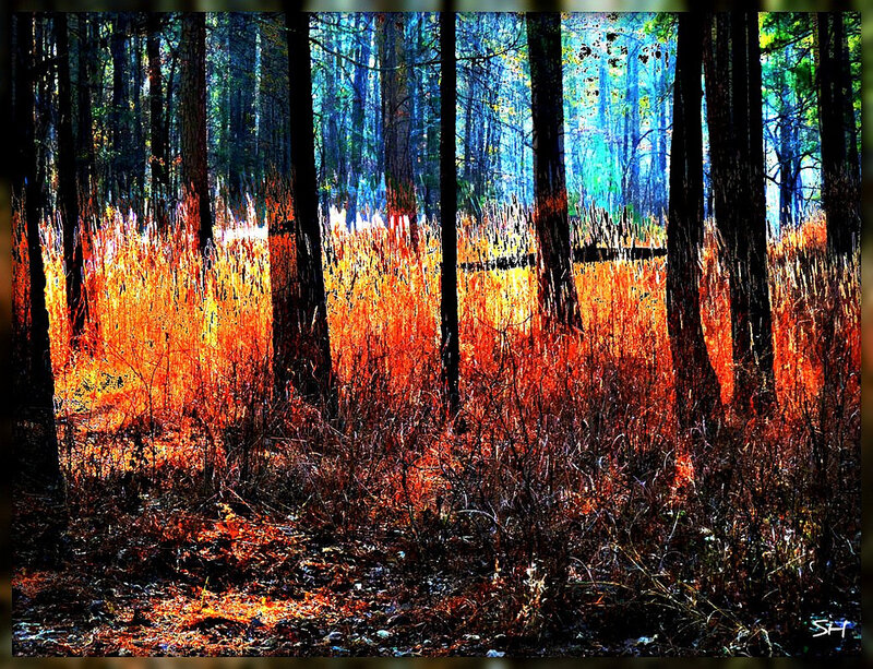 Forest with Tall Grass