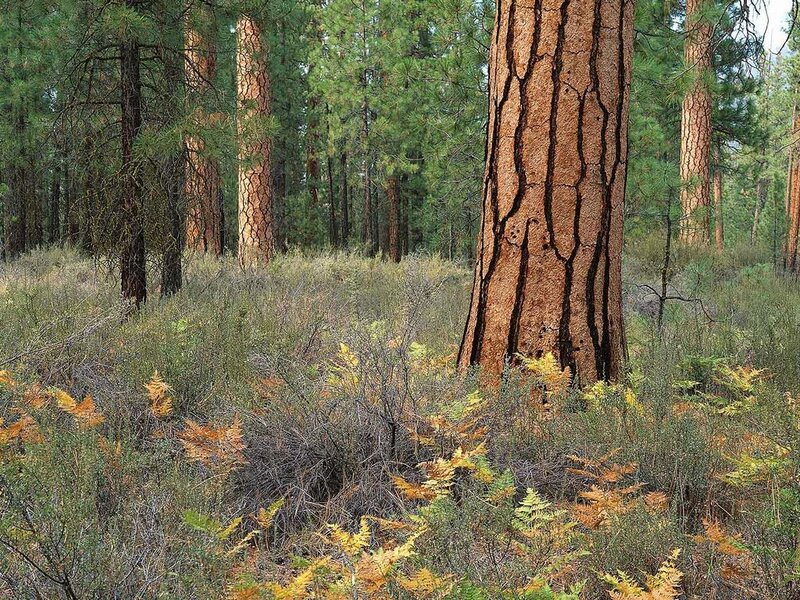 Forest with tall pine trees