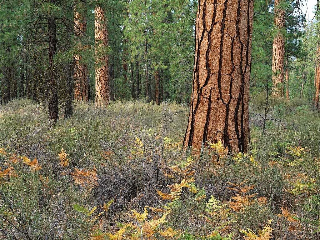 Forest with tall pine trees