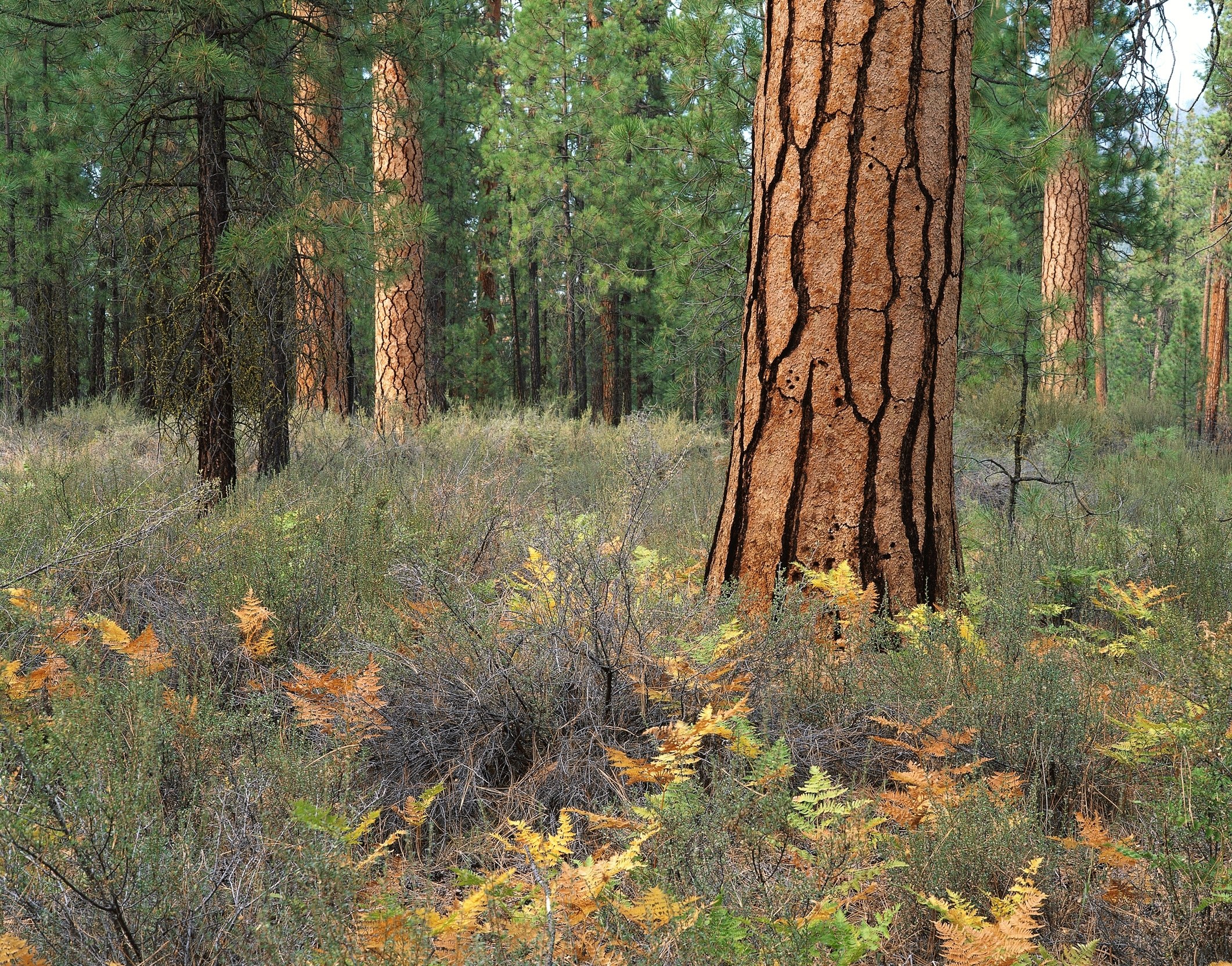 Forest with tall pine trees