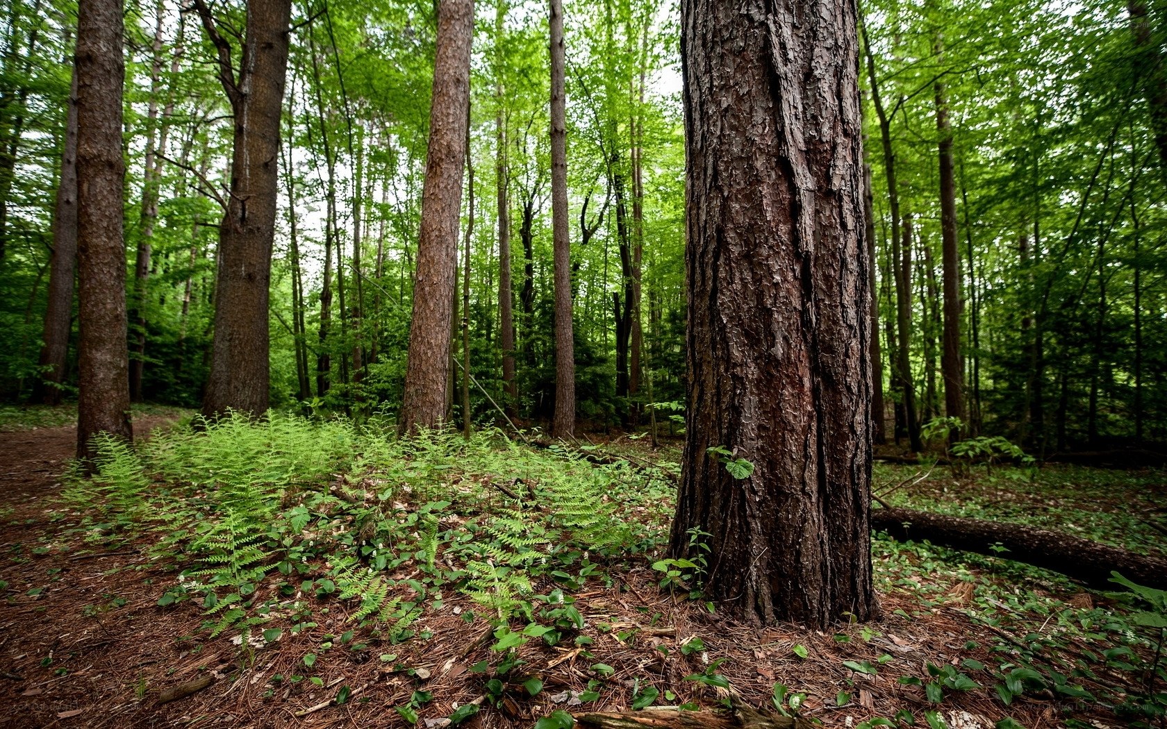Forest with tall trees