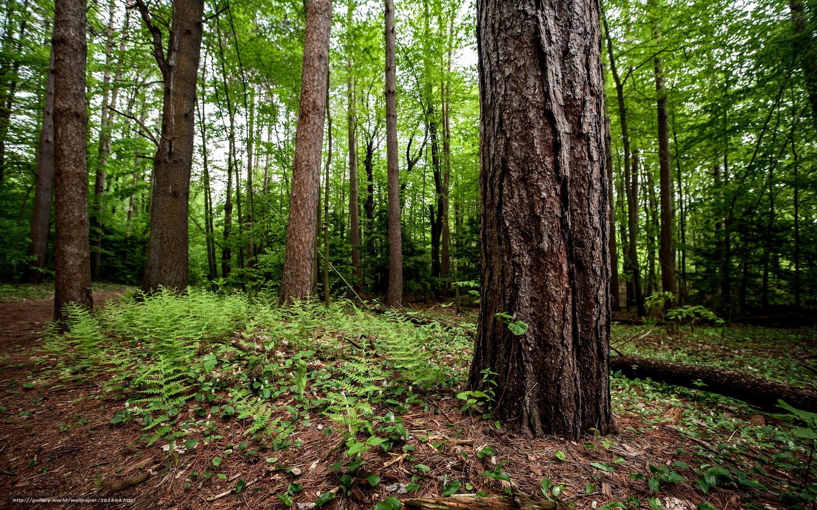 Forest with tall trees