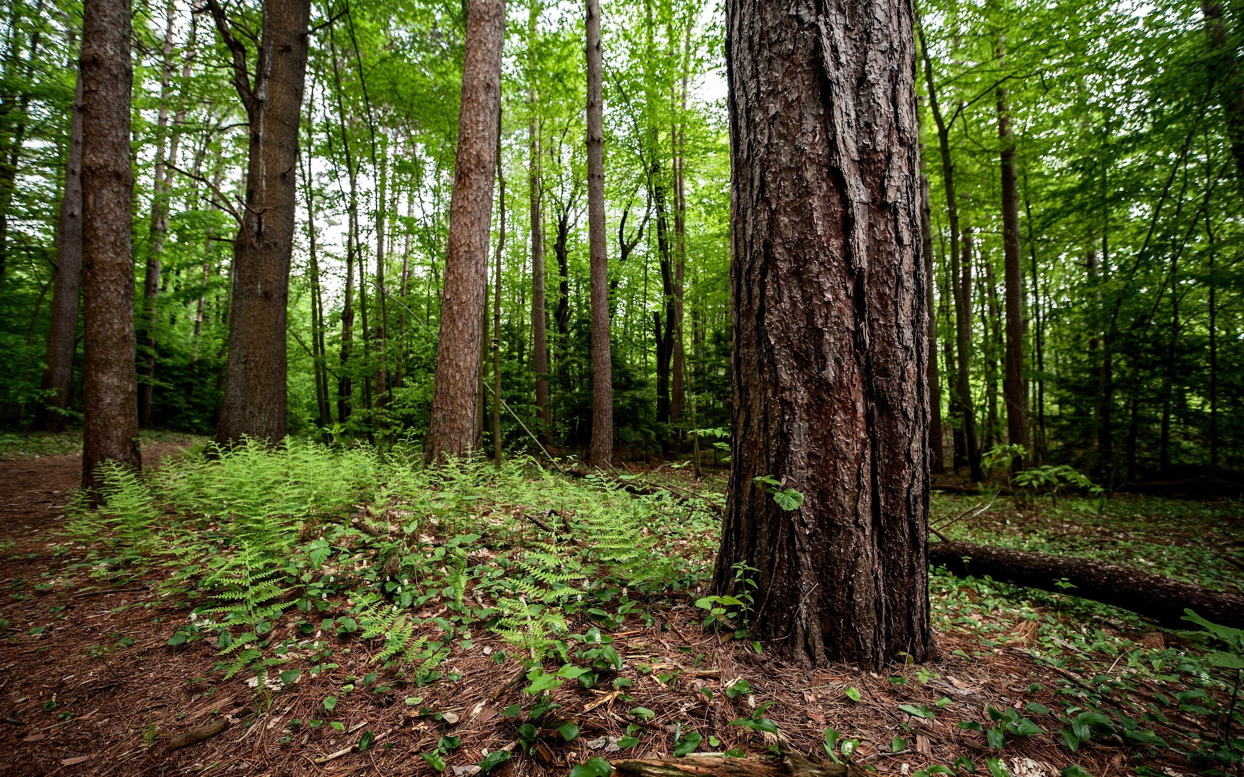 Forest with tall trees