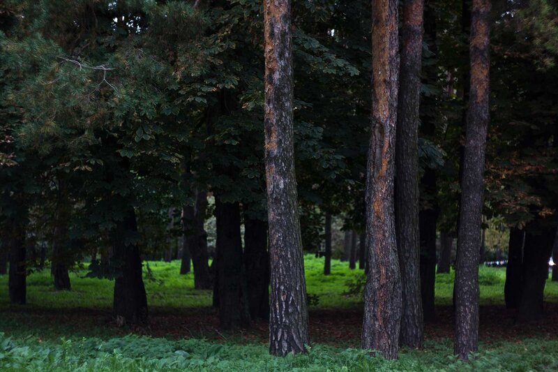 Forest with tall trees