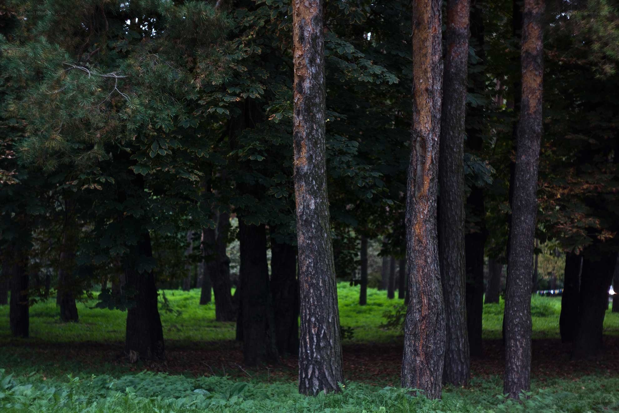 Forest with tall trees