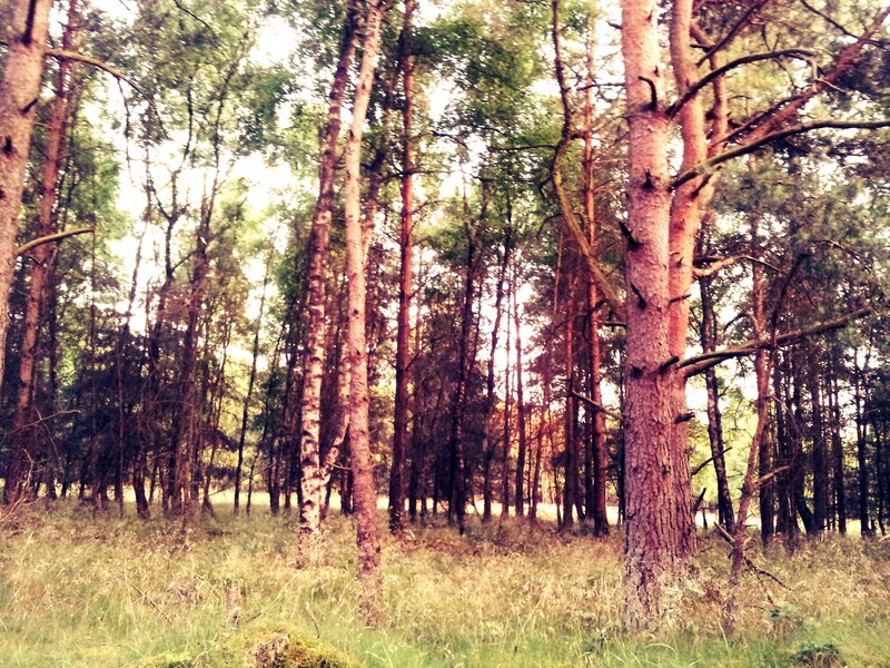 Forest with tall trees