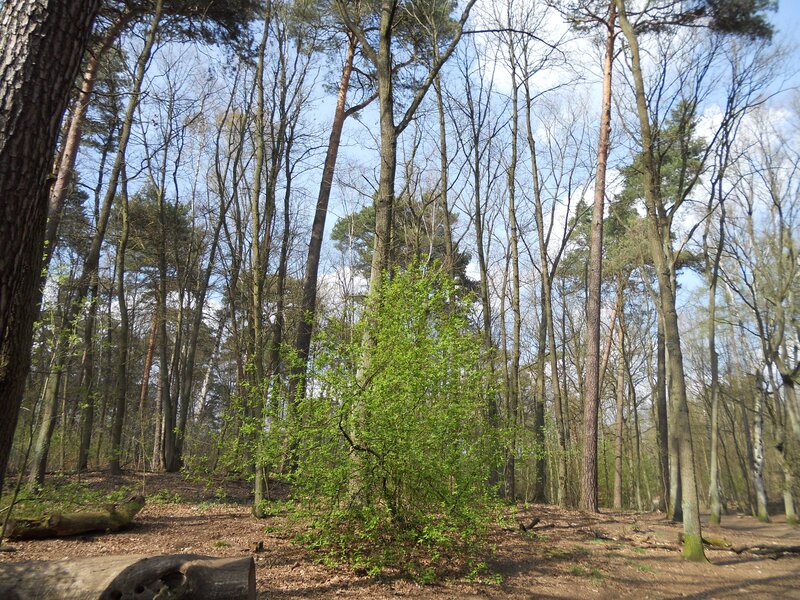 Forest with tall trees and green bush