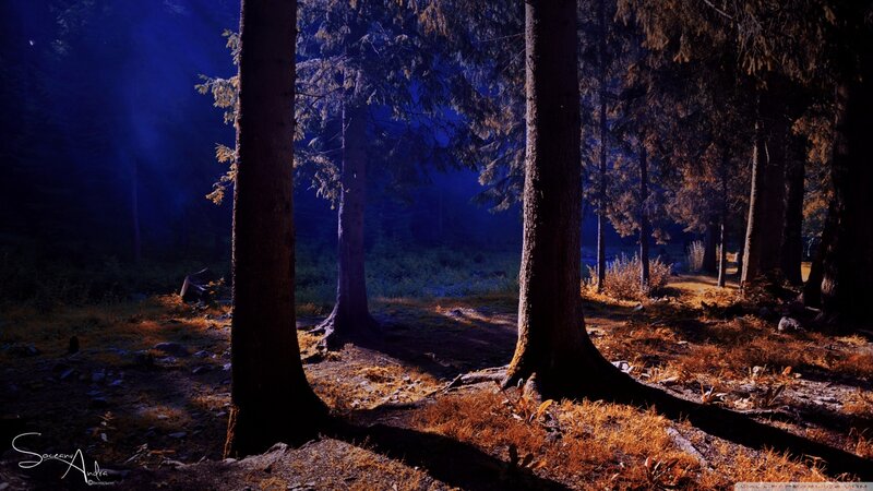 Forest with Tall Trees — Blue, Dramatic