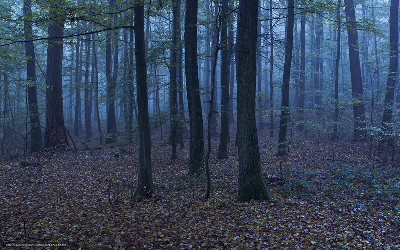 Forest with Tall Trees — Blue, Misty