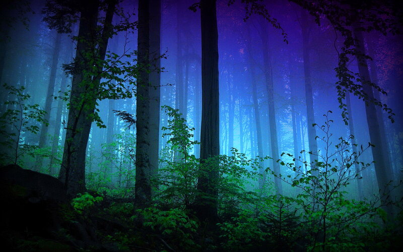 Forest with Tall Trees — Blue, Mysterious