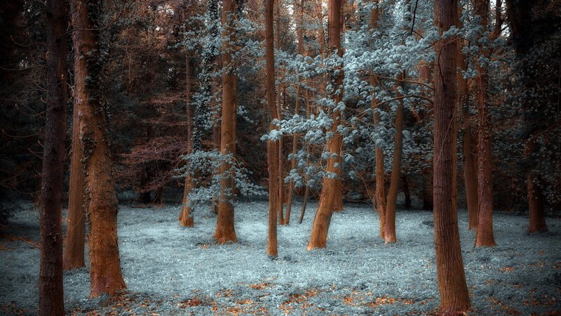 Forest with Tall Trees — Blue, Serene, Photograph