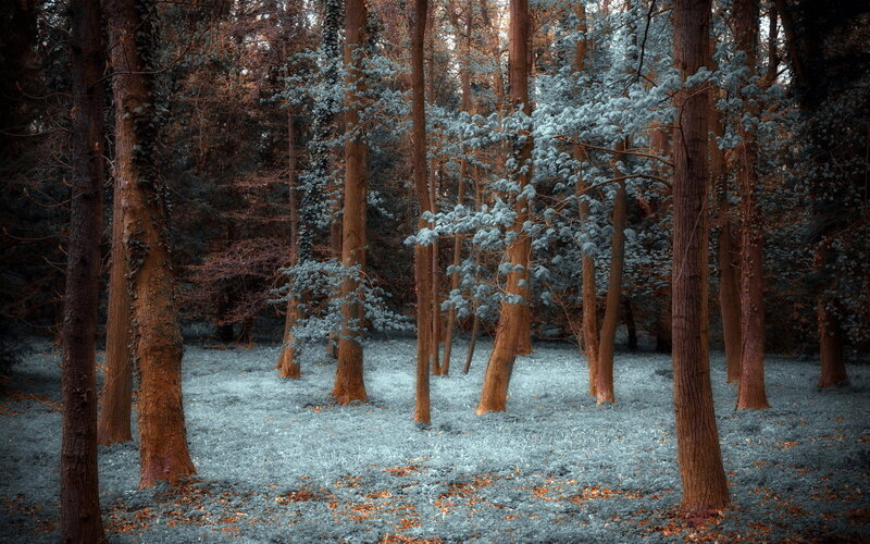 Forest with Tall Trees — Blue, Serene