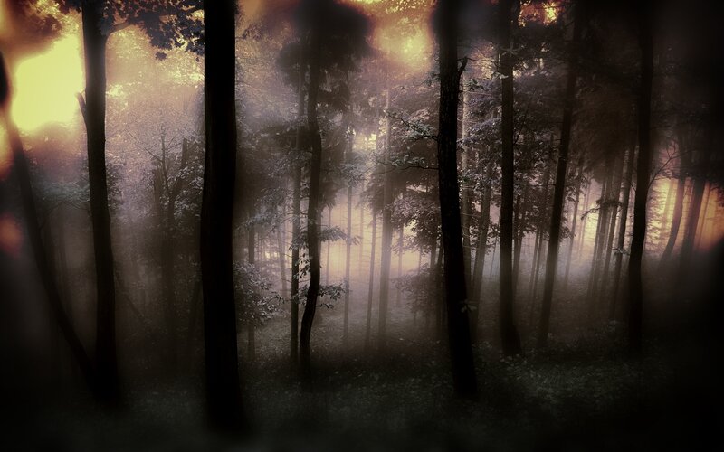 Forest with Tall Trees — Brown, Mysterious, Sunset