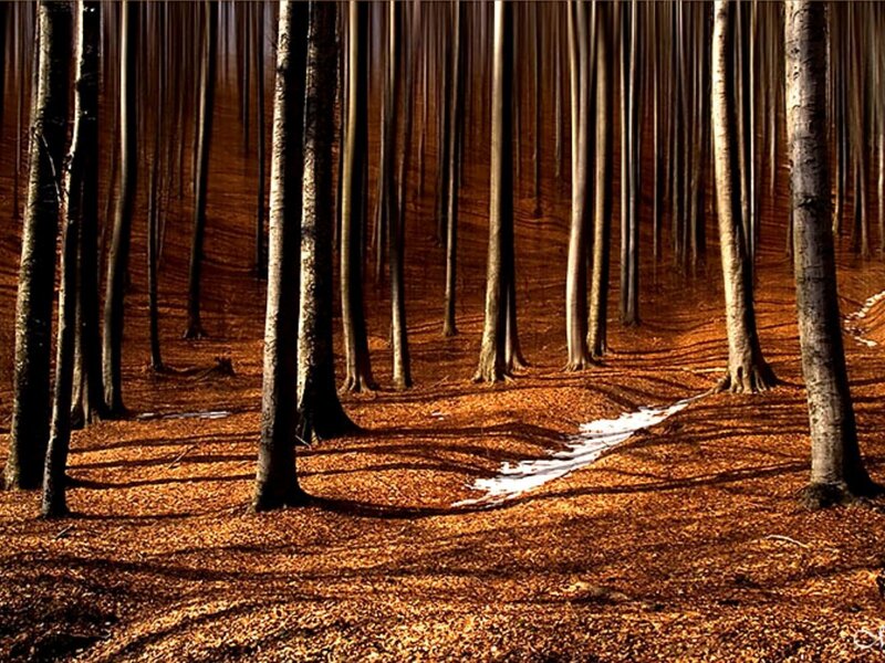 Forest with Tall Trees — Brown, Serene, Autumn