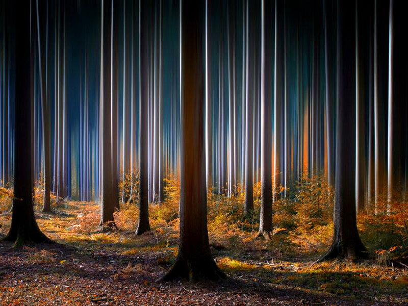 Forest with Tall Trees — Brown