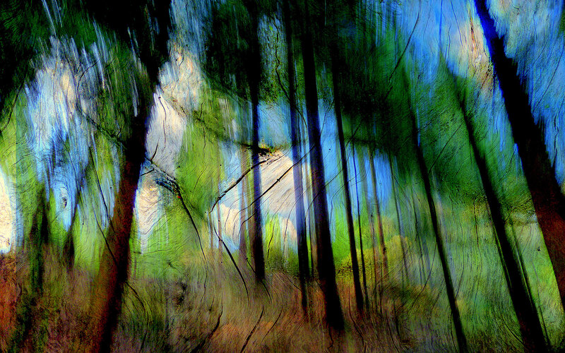 Forest with Tall Trees — Green, Dreamy