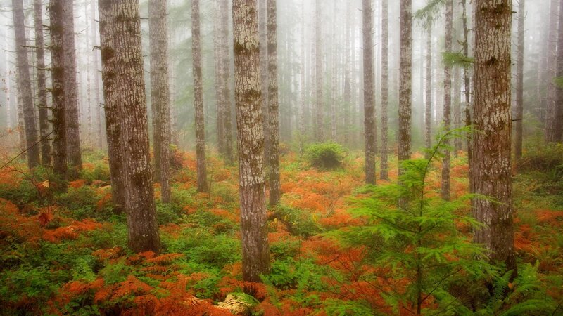 Forest with Tall Trees — Green, Misty