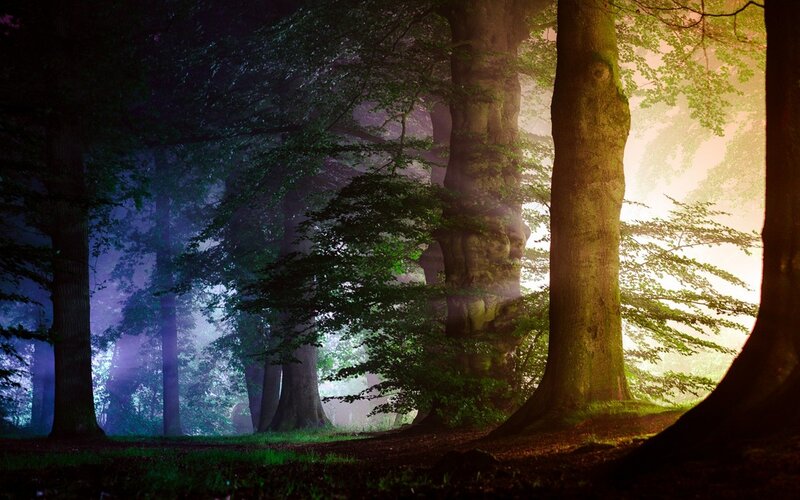 Forest with Tall Trees — Green, Mystical
