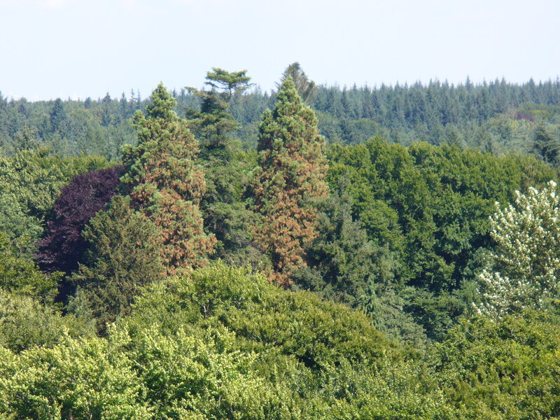 Forest with Tall Trees — Green, Serene, Afternoon