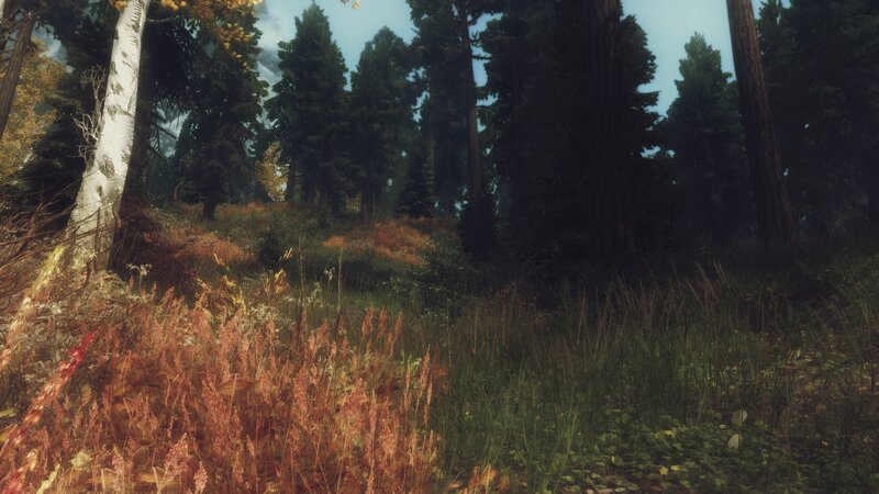 Forest with Tall Trees — Green, Serene, Autumn, 3d Render