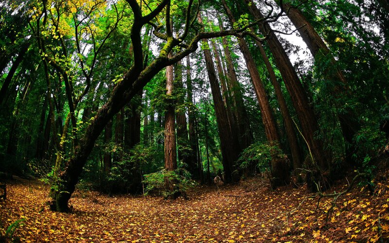 Forest with Tall Trees — Green, Serene, Autumn, Photograph, Leaves, Ground