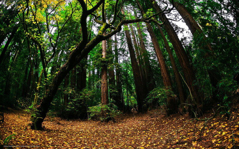 Forest with Tall Trees — Green, Serene, Autumn, Photograph, Leaves