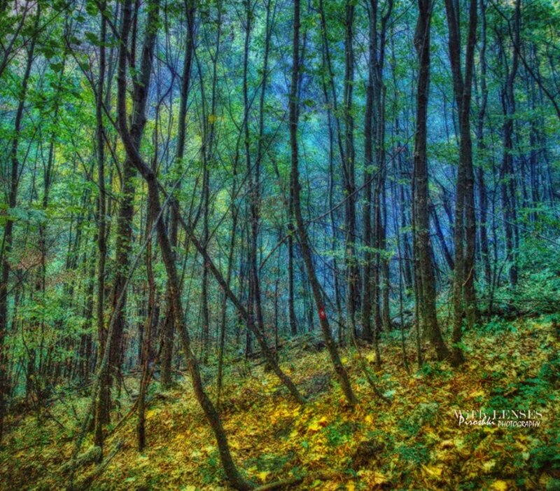 Forest with Tall Trees — Green, Serene, Autumn