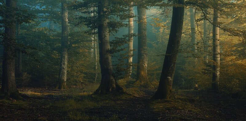Forest with Tall Trees — Green, Serene, Morning, Photograph, Fog, Sunlight