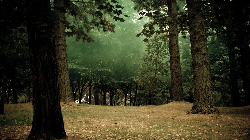 Forest with Tall Trees — Green, Serene, Morning