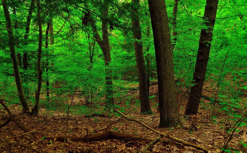 Forest with Tall Trees — Green, Serene, Summer