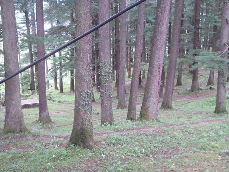 Forest with Tall Trees — Green, Serene