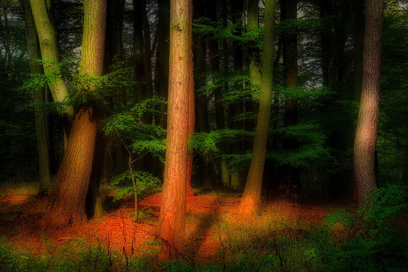 Forest with Tall Trees — Green