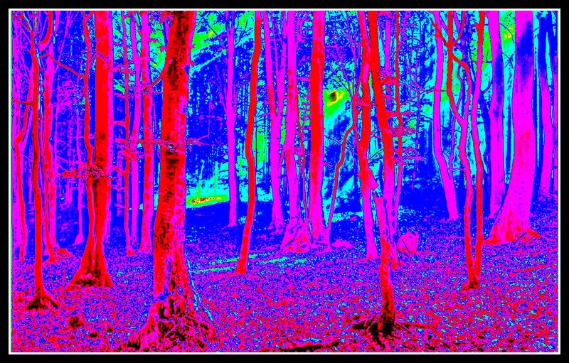 Forest with Tall Trees — Red