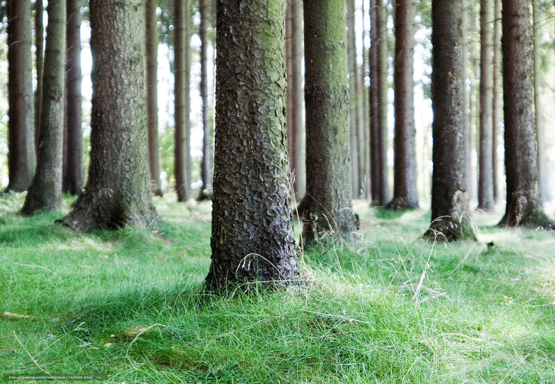 Forest with tall trees