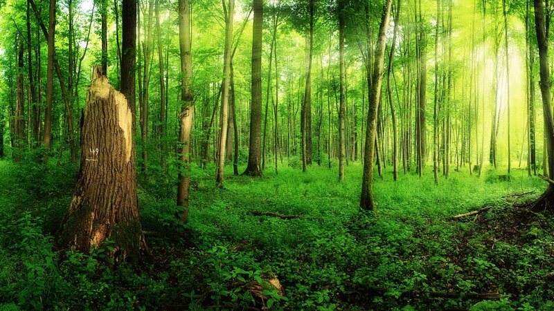Forest with Tree Stump — Green