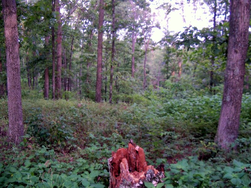 forest with tree stump
