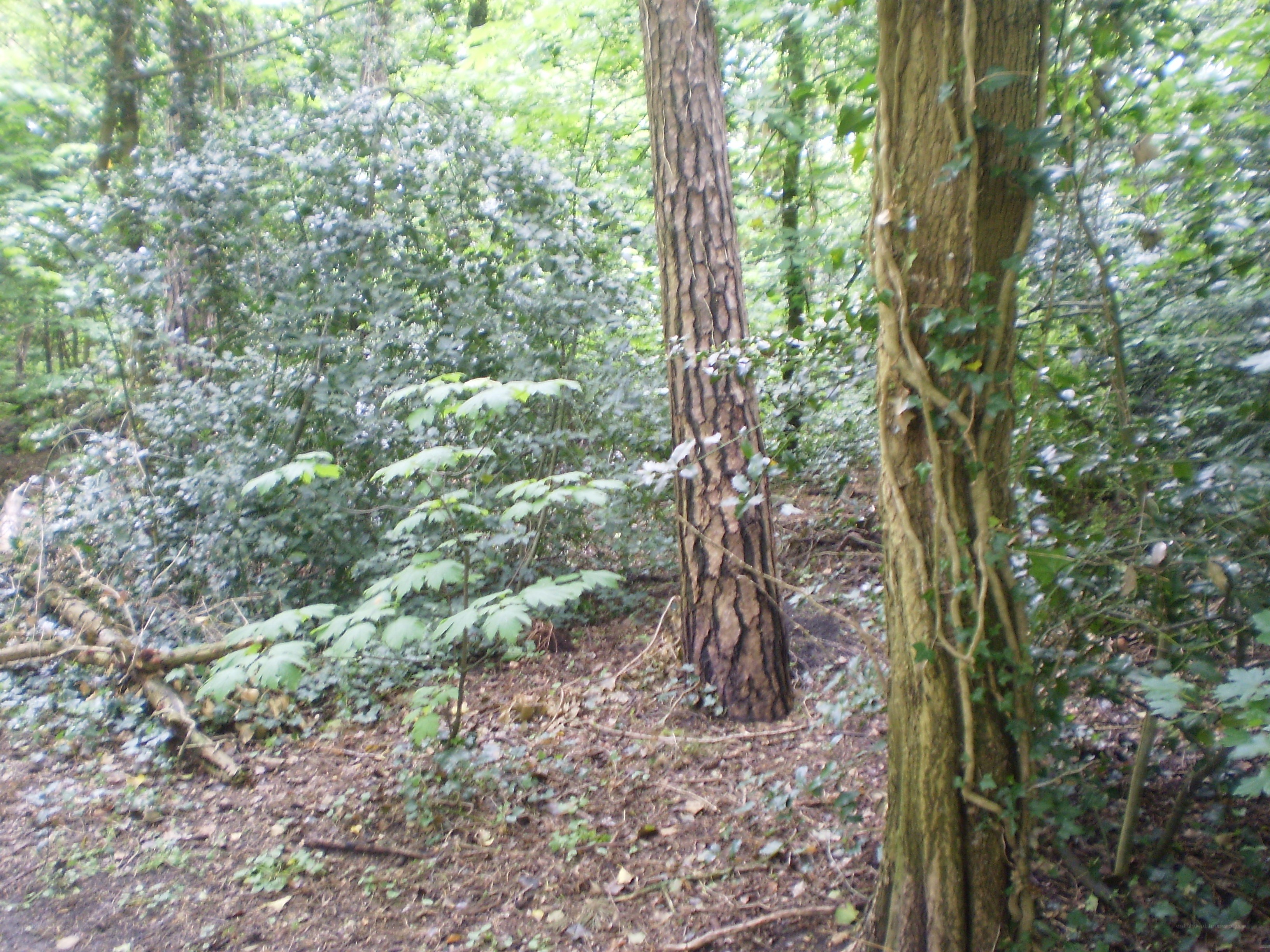 Forest with trees and undergrowth