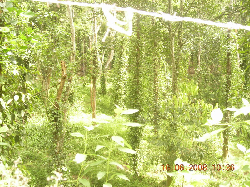 Forest with Vines