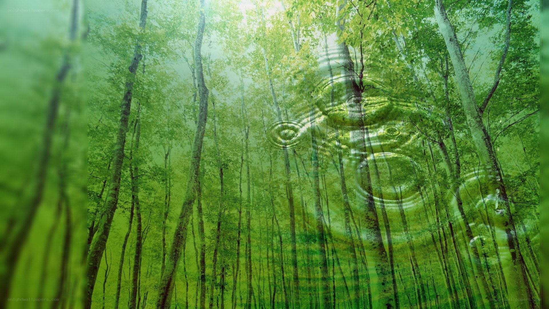 Forest with water ripples