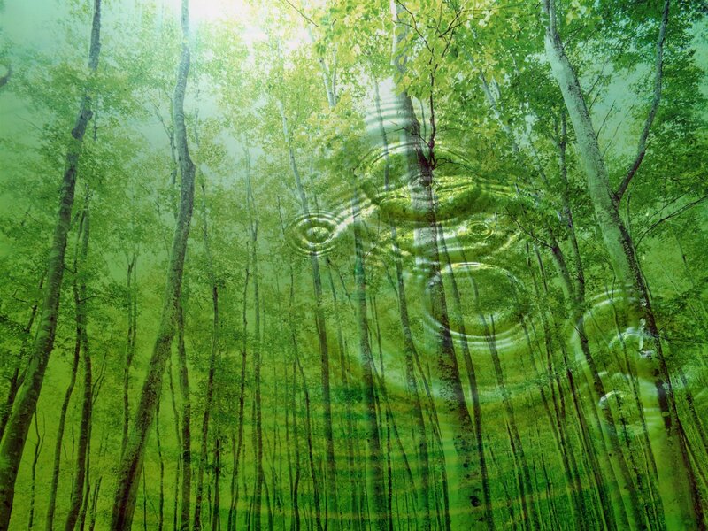 Forest with Water Ripples — Green, Serene